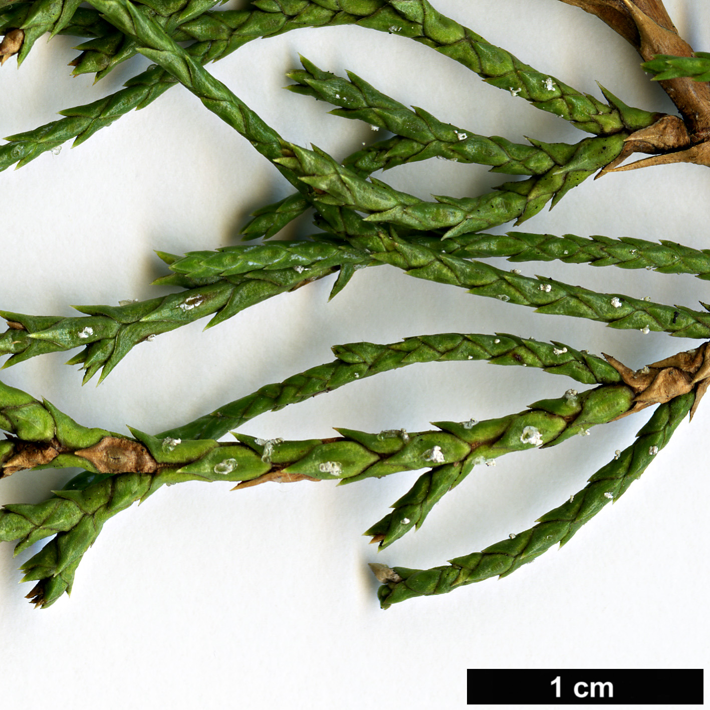 High resolution image: Family: Cupressaceae - Genus: Juniperus - Taxon: polycarpos var. seravschanica High resolution image: Family: Cupressaceae - Genus: Juniperus - Taxon: polycarpos var. seravschanica